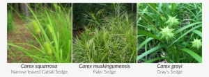 Stricta Forms Dense Tussocks Under Wet Conditions - Sedges Plants