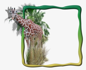 Frame, Photo Frame, Giraffe In The Frame - Giraffe