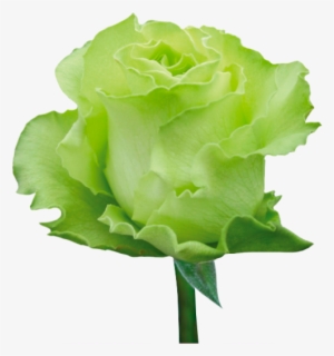 Green Roses - Green Rose Png