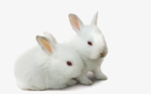 White Rabbit Free Png Image - Cute Baby Rabbits