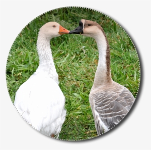 Geese, Png, Animals, Poultry, Isolated, Nature, Bird - Goose