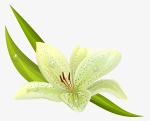White Flowers Png Images - Yellow And Green Flower Clipart