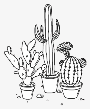 Cactus, Png, And Edit Image - Cactus Transparent