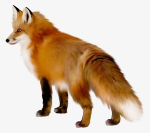 Red Fox Png Free Download - Fox Transparent