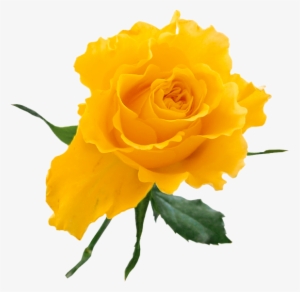 Yellow Rose Clip Art - Yellow Rose Flower Png
