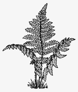 This Free Icons Png Design Of Fern 2