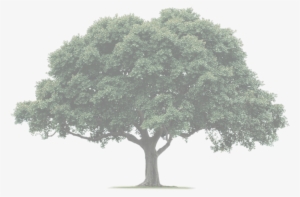 Original Size Is 2000 × 1082 Pixels - Tree Importance In Hindi