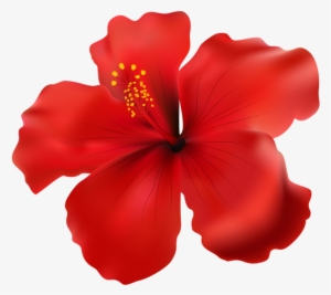0, - Hibiscus Png