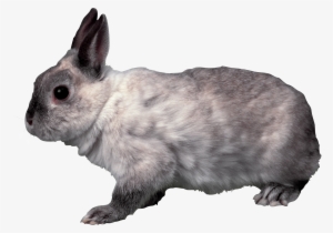 Rabbit Png Rabbit Png, School Projects, Bunnies, Clip - Rabbit Transparent