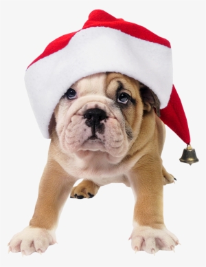 Png Library Stock Christmas Dogs Clipart - Dog In Santa Hat Png