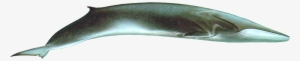 Whale Png Transparent Images Pictures Photos Png Arts - Bowie Knife