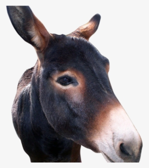 Donkeys On The Loose In Huron County - Huron County, Ohio