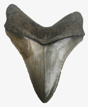Megalodon Tooth Extremely Sharp - Tooth