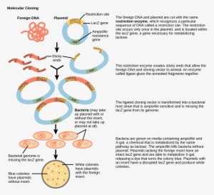 Popular Images - Explain The Process Of Gene Cloning