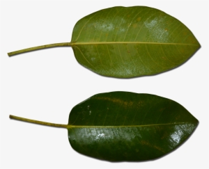 Atherton Rock Fig Leaf - Atherton