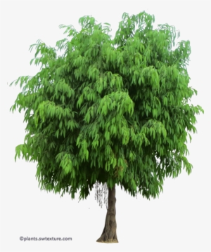 Ficus Maclellandii - New Mexico Maple