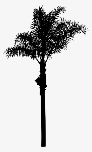 Free Png Palm Tree Png Images Transparent - Portable Network Graphics