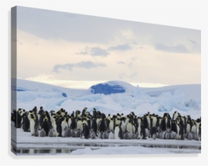 Emperor Penguin Rookery, Snow Hill Island, Antarctica