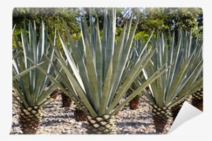 Clip Freeuse Stock Tequilana For Mexican Liquor - Tequila Liquor Plant