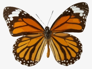 Big Image - Butterfly Brown And Orange