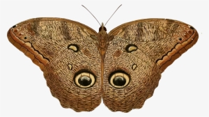This Free Icons Png Design Of Caligo Eurilochus