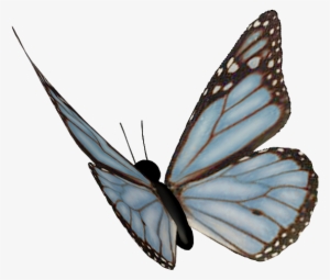Borboleta Mariposa Desenho Asas Azuis Fundo Transp - Portable Network Graphics