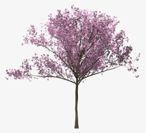 Bunga Sakura Png - Pohon Bunga Sakura Png