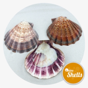 Lion - Scallop
