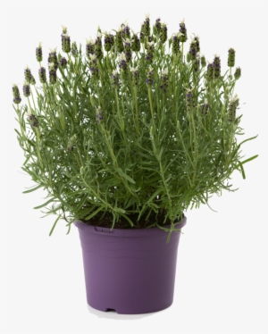 Lavender Plant - Lavender