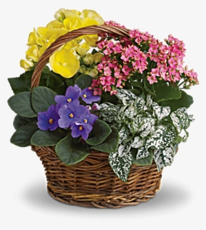 Spring Mixed Basket - Flowers - Spring Has Sprung Mixed Basket
