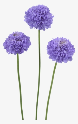 Registered Customers Only - Pincushion Flower