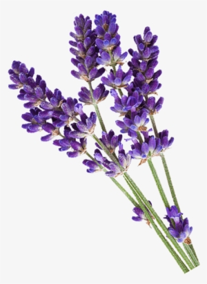 Lavender Has Been Known For Centuries For It's Many