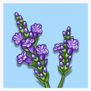 Lavender-600x315 - Farmville Lavender