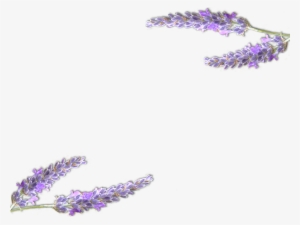 Lavender - Lavande Dessin Png