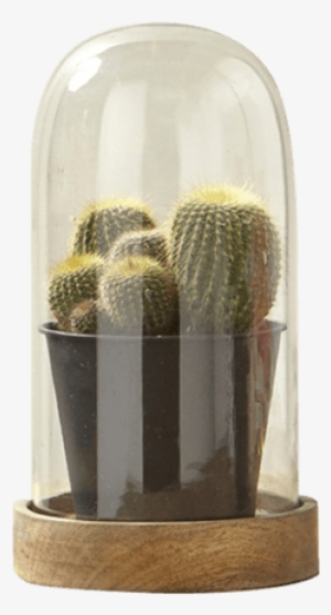 Glass Dome - Cactus En Una Cupula De Cristal