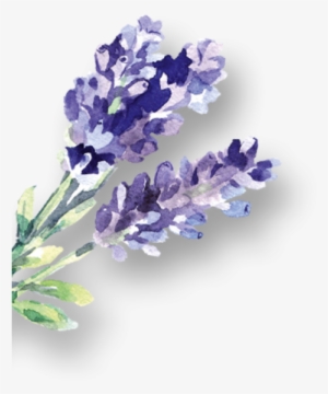 D Lavendelsprizz Links Neu - English Lavender