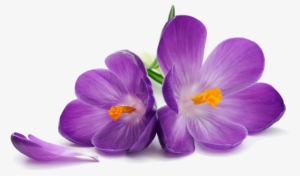 Crocus Png Transparent Image - Purple Flowers
