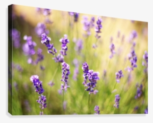 Lavender Flowers Canvas Print - English Lavender