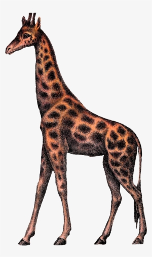 Digital Giraffe Clipart Image Vintage Animal Circus - Clip Art