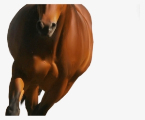 Horse Png Image Hd Wallpaper Download For Android Mobile - Horse Png
