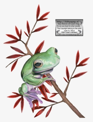 Kittys-frogs - Pine Barrens Treefrog