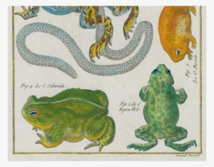 Frogs - Tableau Encyclopedique