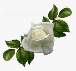 Rosa Blanca - Gif Hermosos De Te Amo Mi Amor