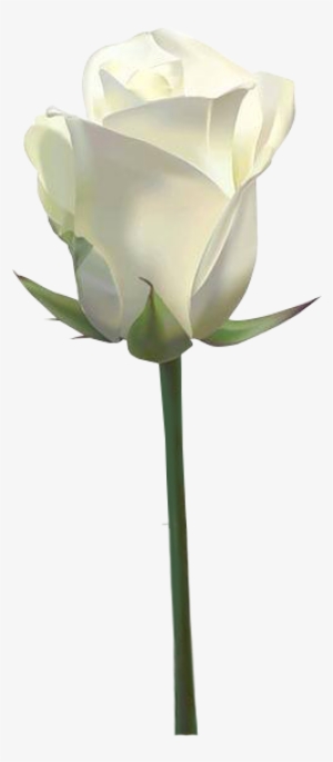 Rosa Blanca 2 271×587 Píxeles - White Rose Images Download Transparent ...