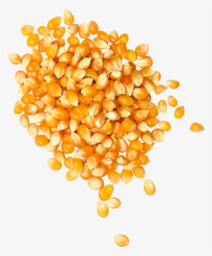 Popcorn Seeds & Oils - Junk Food