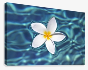 Plumeria Flower Floating In Clear Blue Water - Plumeria Canvas Art