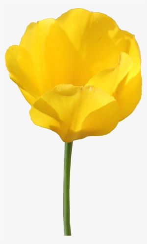 Tulip Flower Transparent Png Sticker - Yellow Tulip Flower Png