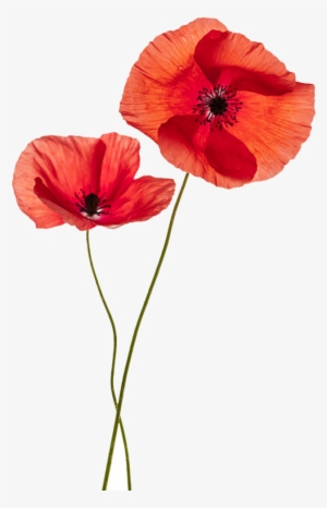 Flower Plant Png - Two Poppy Flowers