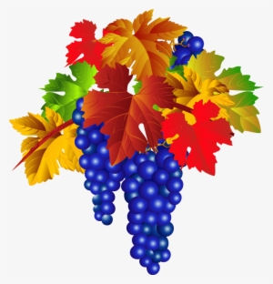 Catalan Grapes - Grape