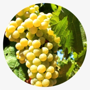 Given That Arinto Is A Very Versatile Grape Variety, - Grape